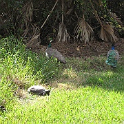 Picture 020